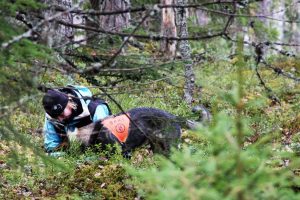 hakukoira haku henkilöetsintä pk-haku nokian palveluskoiraharrastajat maalimies